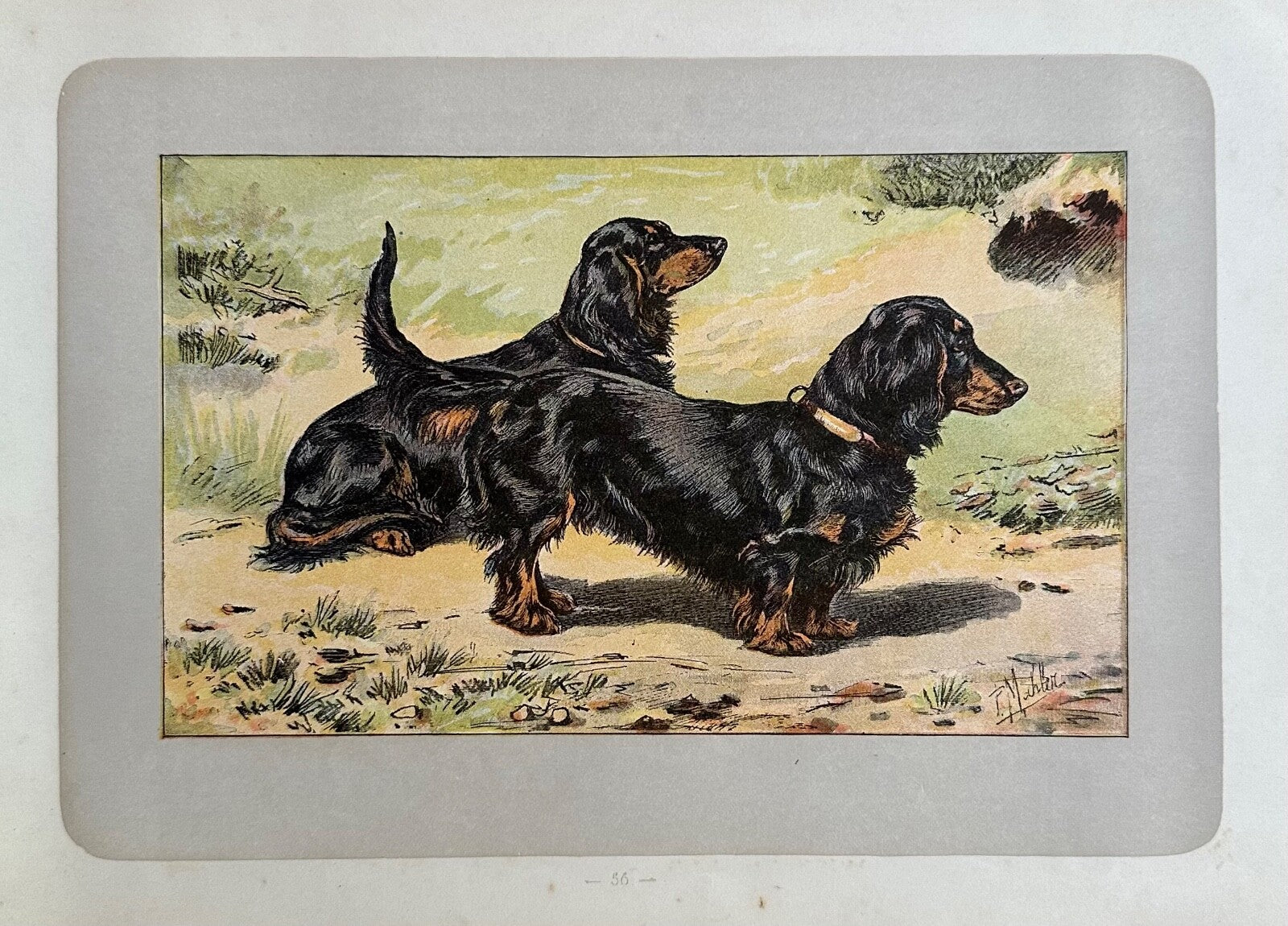 Antique 1907 lithograph colour print P. Mahler dog breed longhaired Dachshund0
