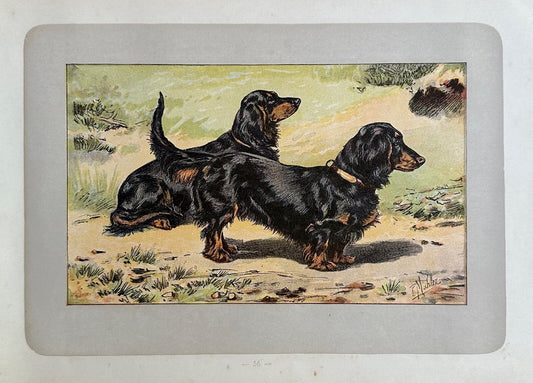 Antique 1907 lithograph colour print P. Mahler dog breed longhaired Dachshund0
