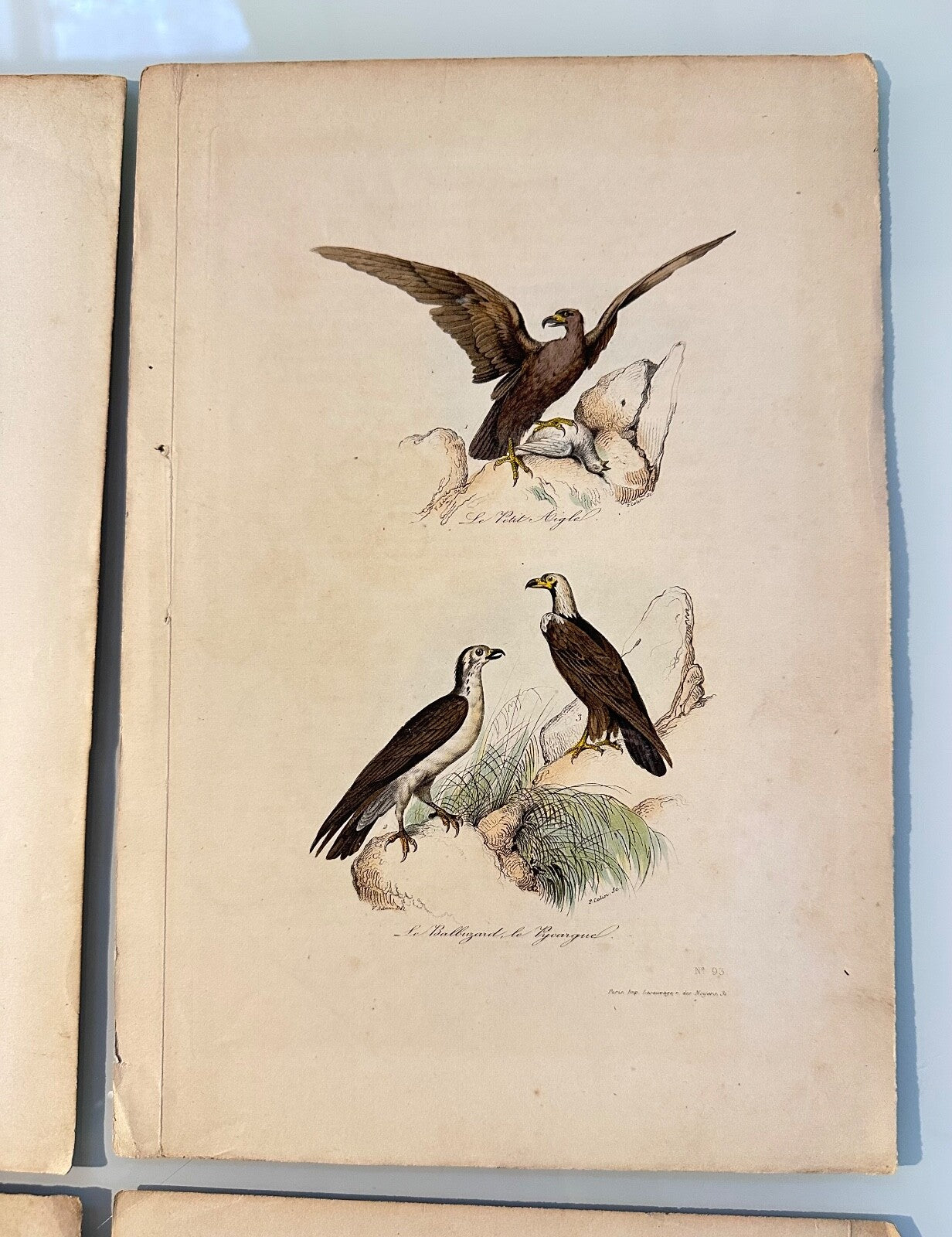 Four Antique HandColoured Prints Buffon Adam 1841 Birds Eagles Buzzards3