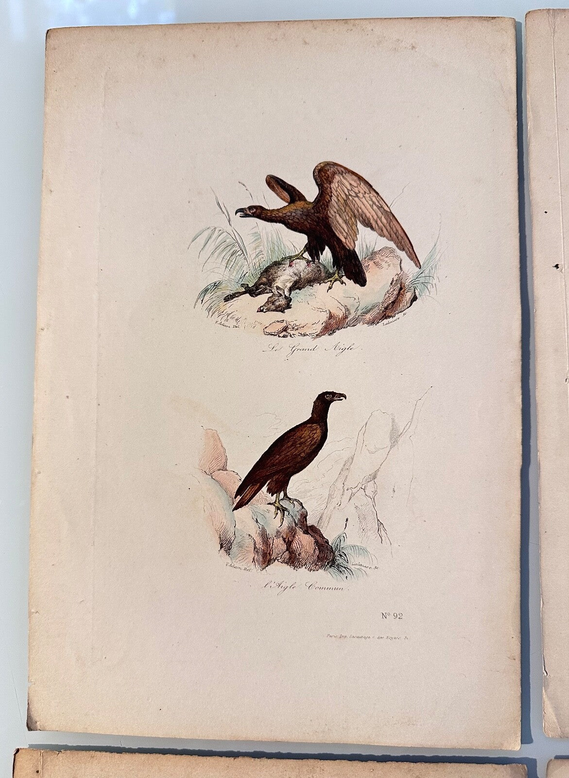 Four Antique HandColoured Prints Buffon Adam 1841 Birds Eagles Buzzards4