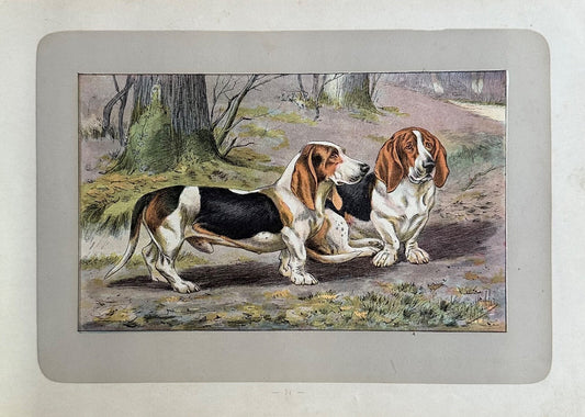 Antique 1907 lithograph colour print P. Mahler dog breed Artois Basset Hound0