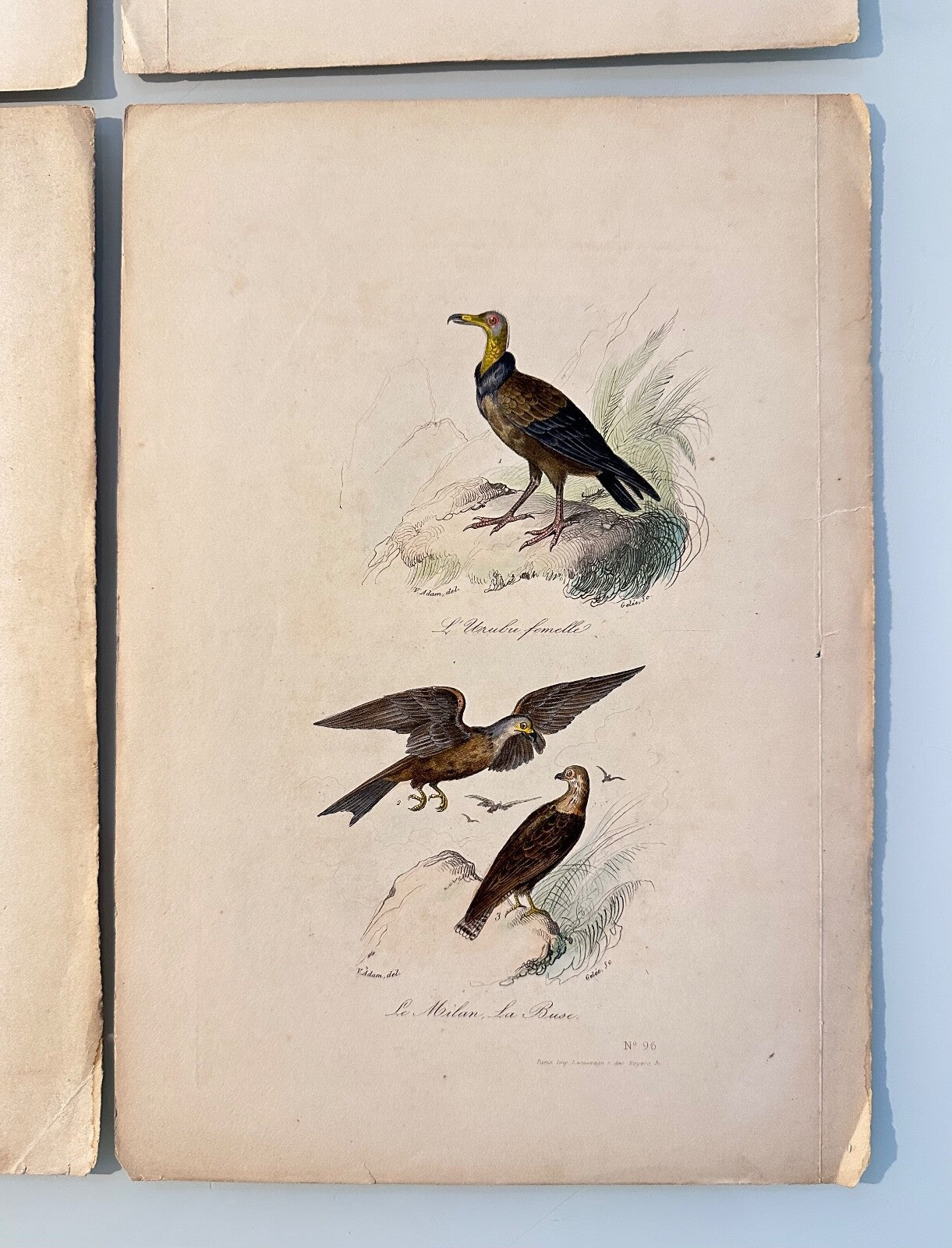 Four Antique HandColoured Prints Buffon Adam 1841 Birds Eagles Buzzards1