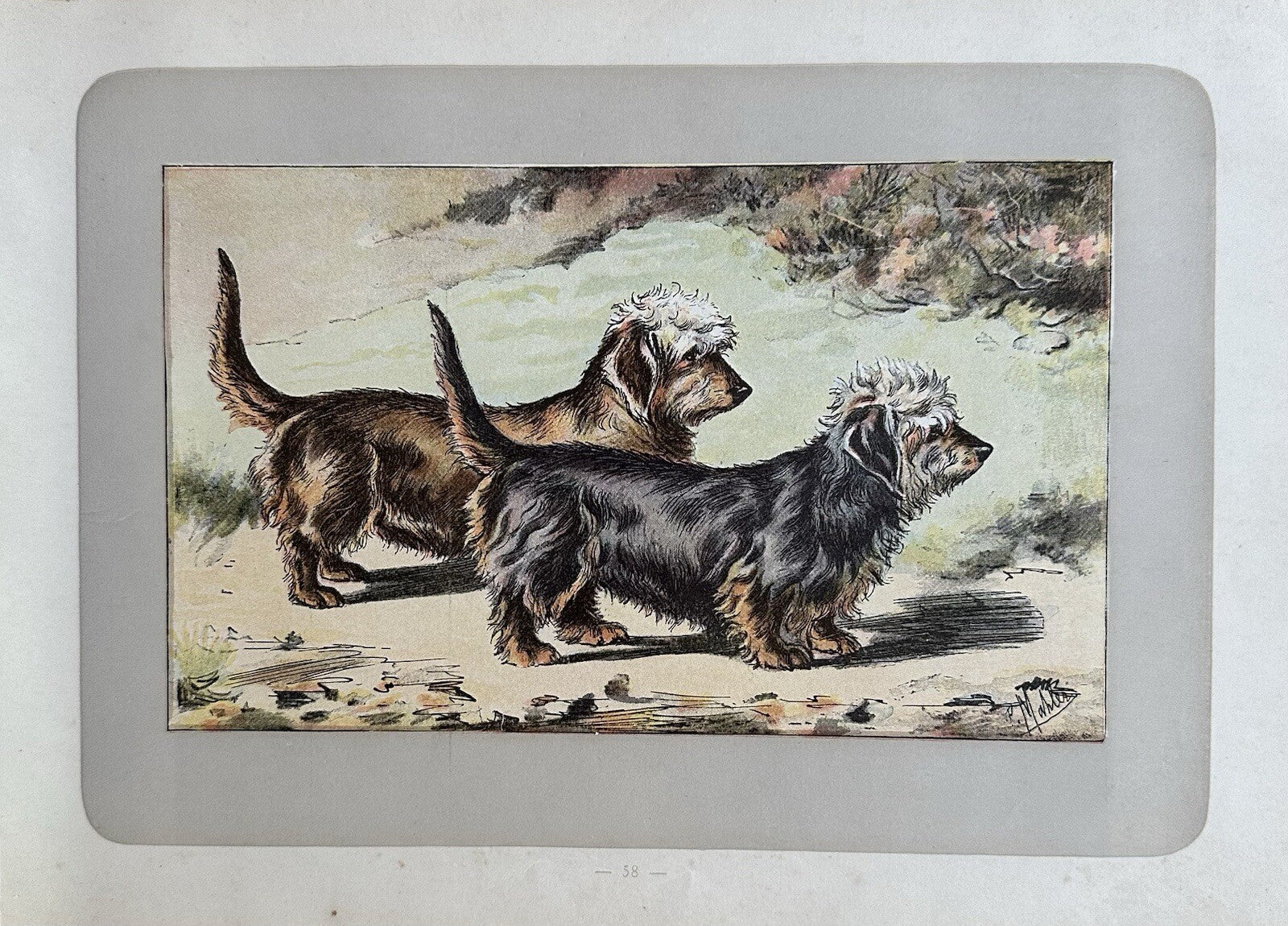 Antique 1907 lithograph colour print P. Mahler dog breed DandieDinmont terrier0