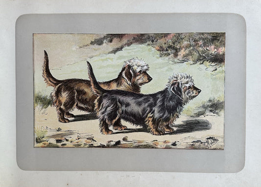 Antique 1907 lithograph colour print P. Mahler dog breed DandieDinmont terrier0