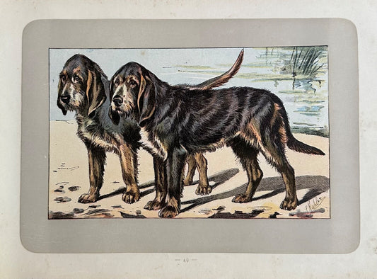 Antique 1907 colour lithograph print dog picture Paul Mahler Otterhound0