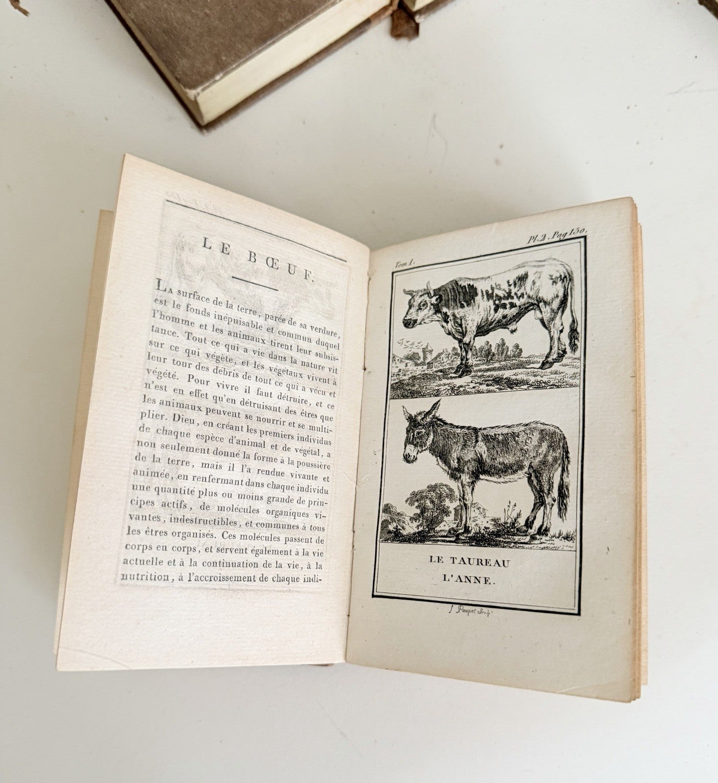 12 Volumes Comte De Buffon Natural History 1788 Leather Spines2