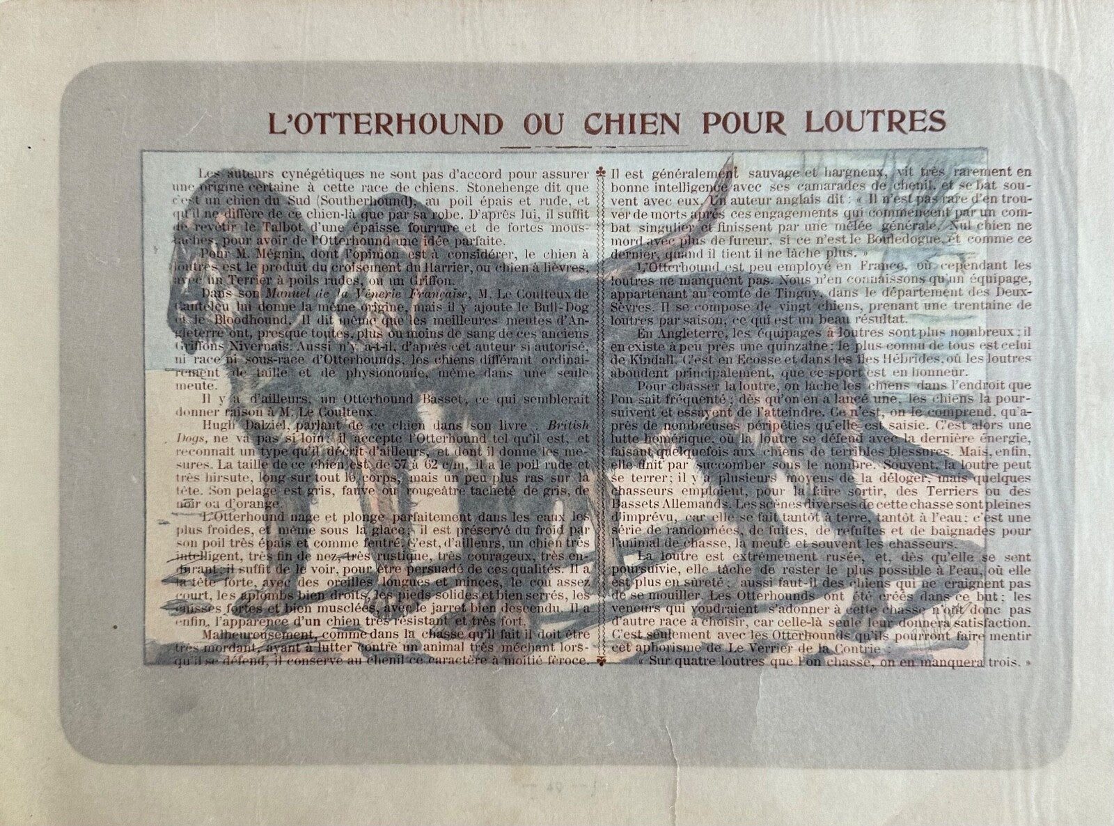 Antique 1907 colour lithograph print dog picture Paul Mahler Otterhound1