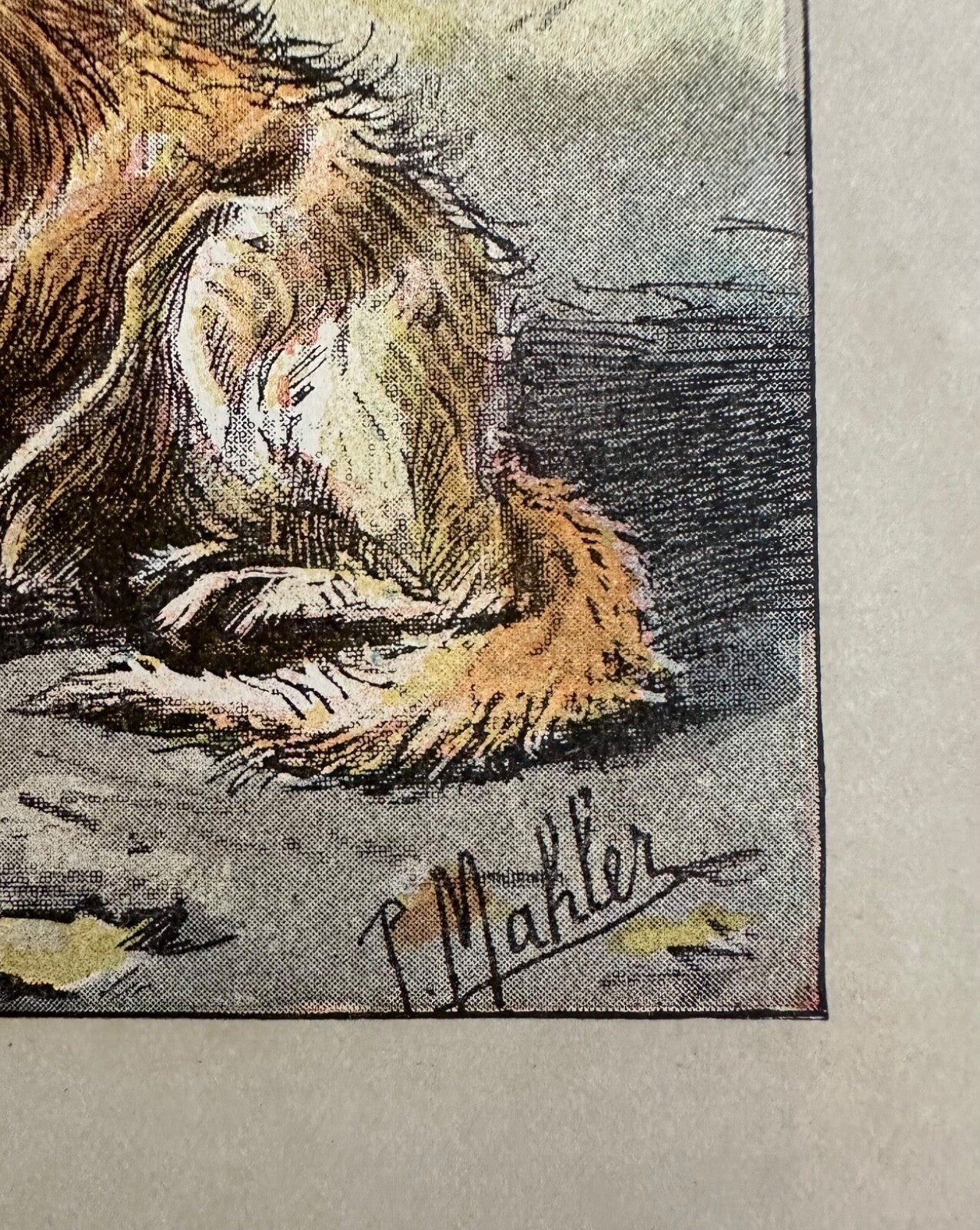 Antique 1907 lithograph colour print P. Mahler dog breed Brittany Basset Hound2