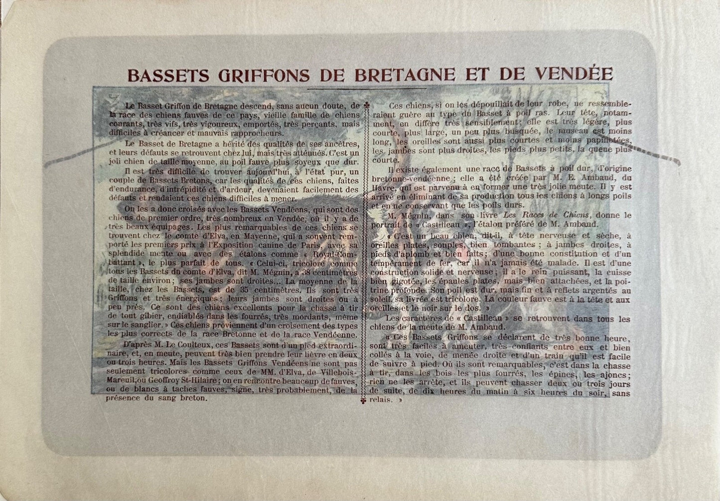 Antique 1907 lithograph colour print P. Mahler dog breed Brittany Basset Hound1