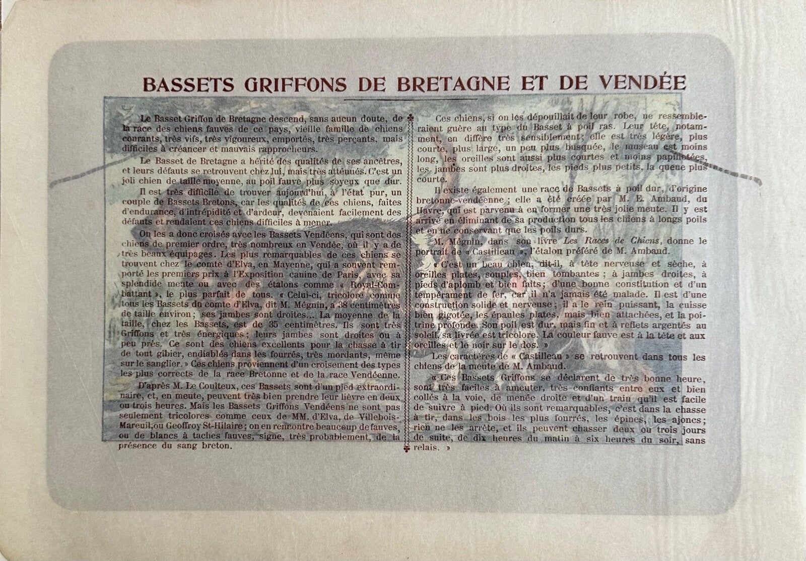 Antique 1907 lithograph colour print P. Mahler dog breed Brittany Basset Hound1