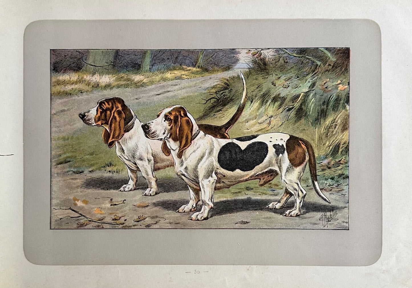 Antique 1907 lithograph print P Mahler dog picture StraightLegged Basset Hound0