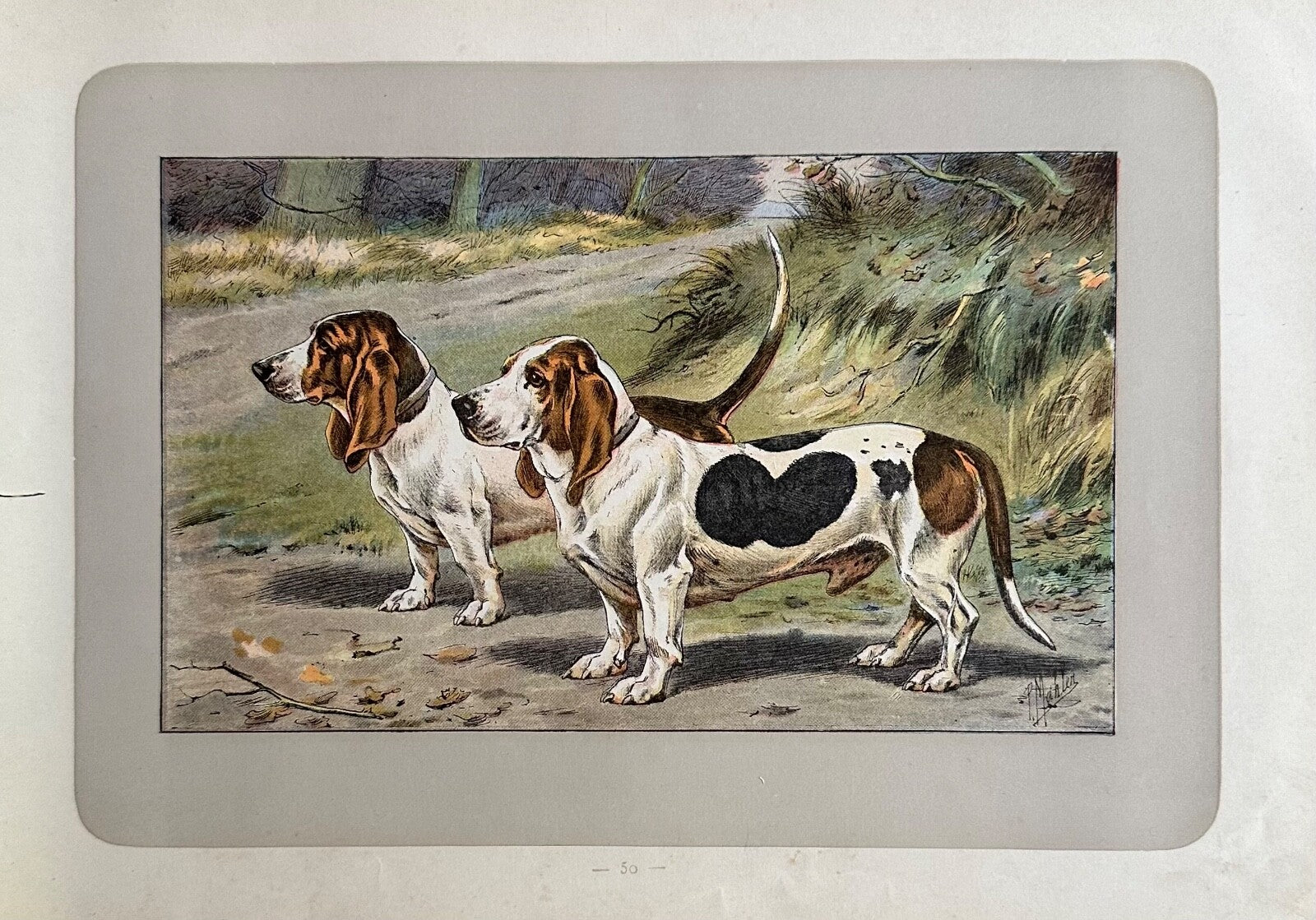 Antique 1907 lithograph print P Mahler dog picture StraightLegged Basset Hound0