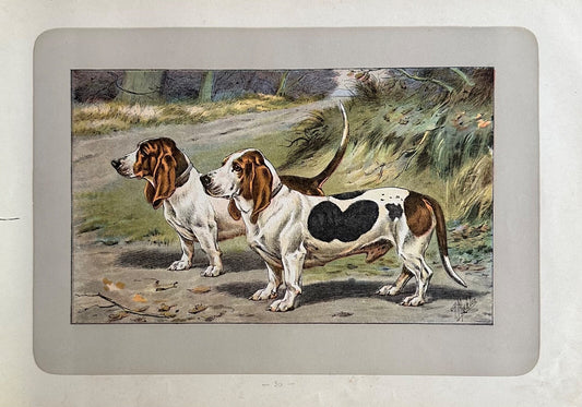 Antique 1907 lithograph print P Mahler dog picture StraightLegged Basset Hound0