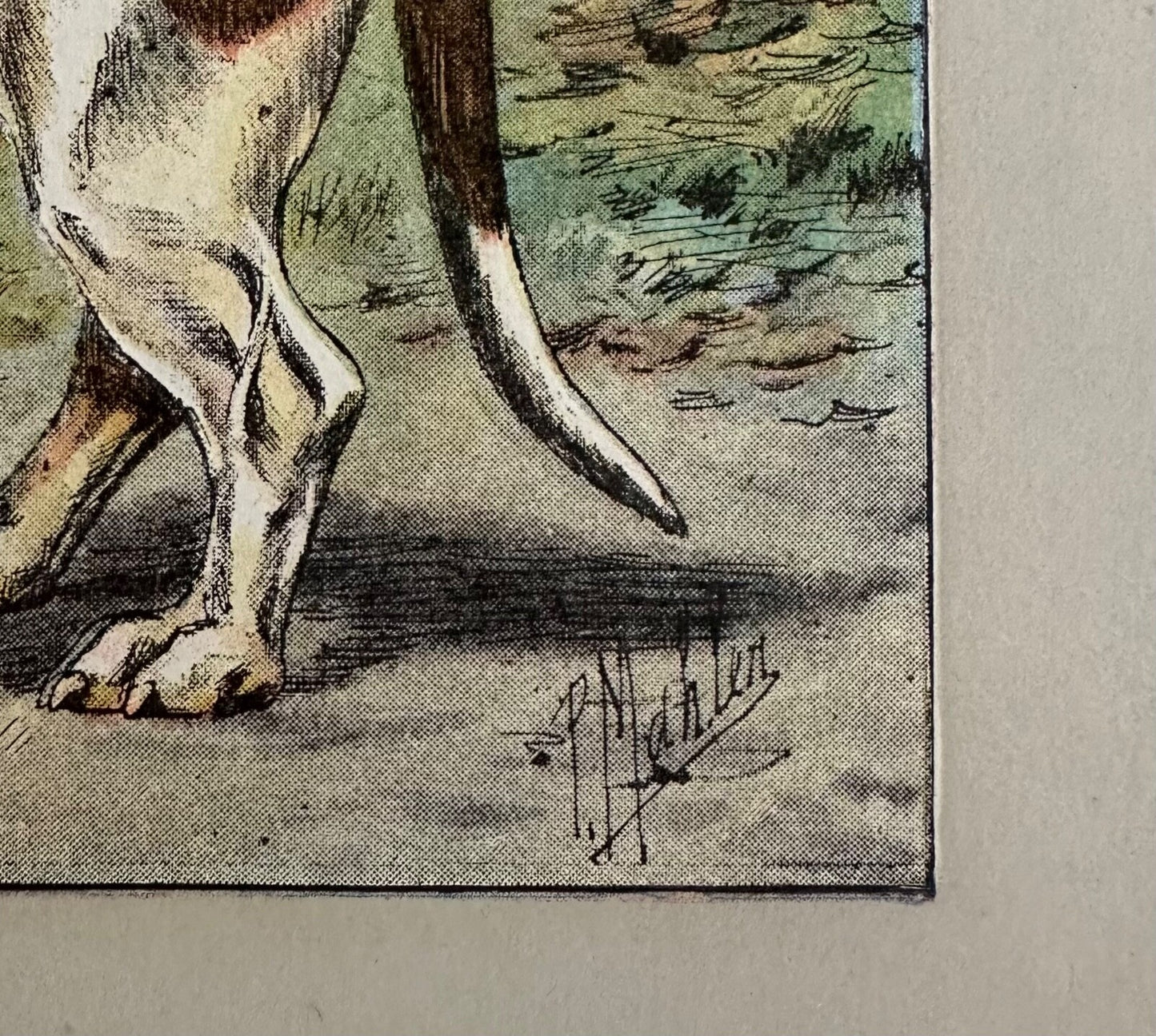 Antique 1907 lithograph print P Mahler dog picture StraightLegged Basset Hound2