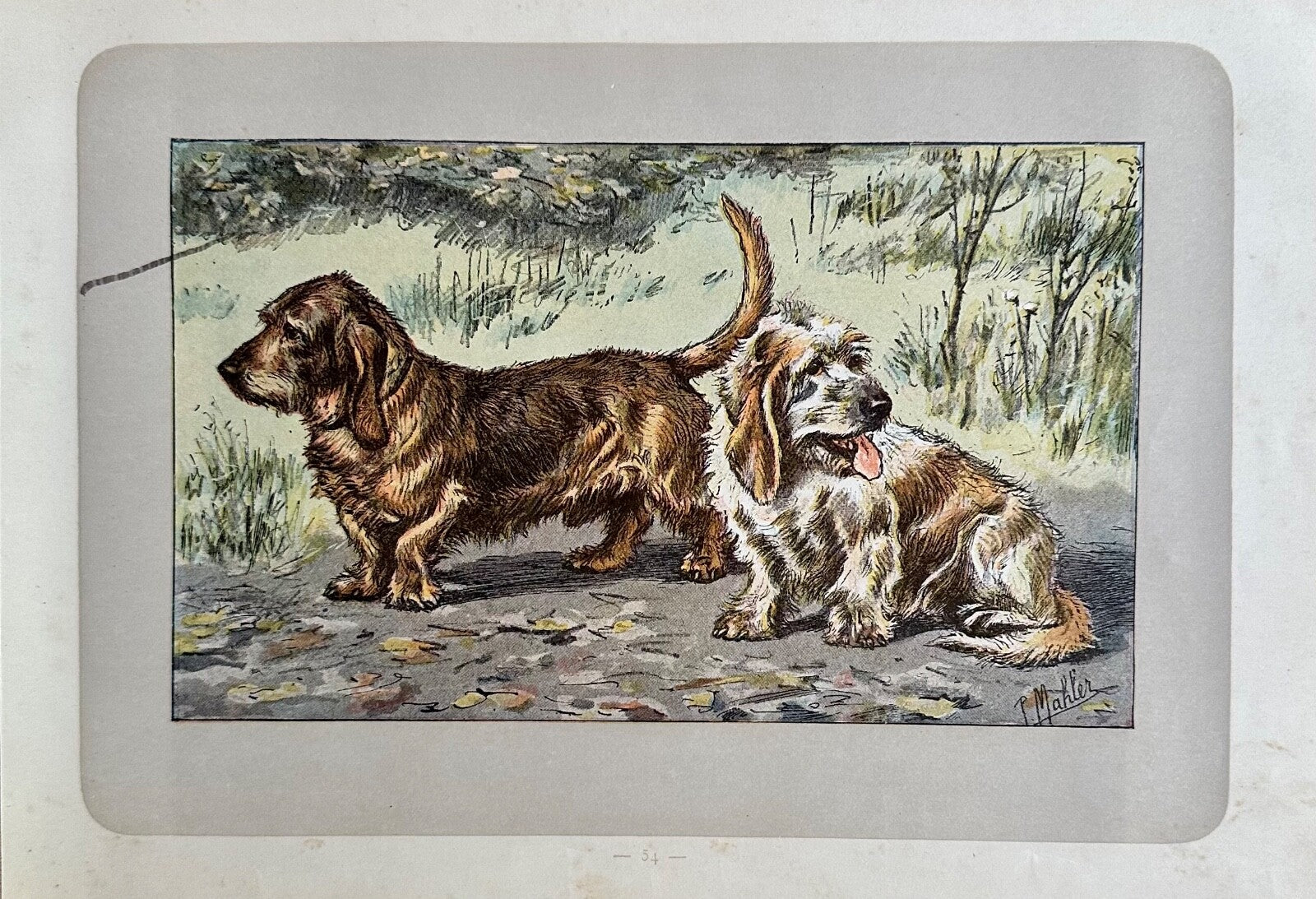 Antique 1907 lithograph colour print P. Mahler dog breed Brittany Basset Hound0