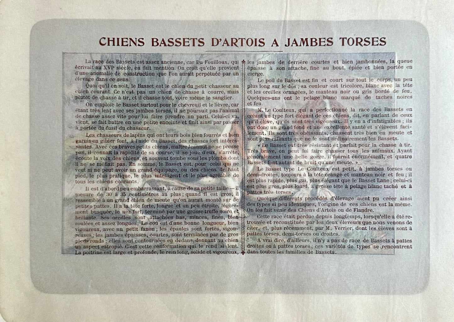Antique 1907 lithograph colour print P. Mahler dog breed Artois Basset Hound1