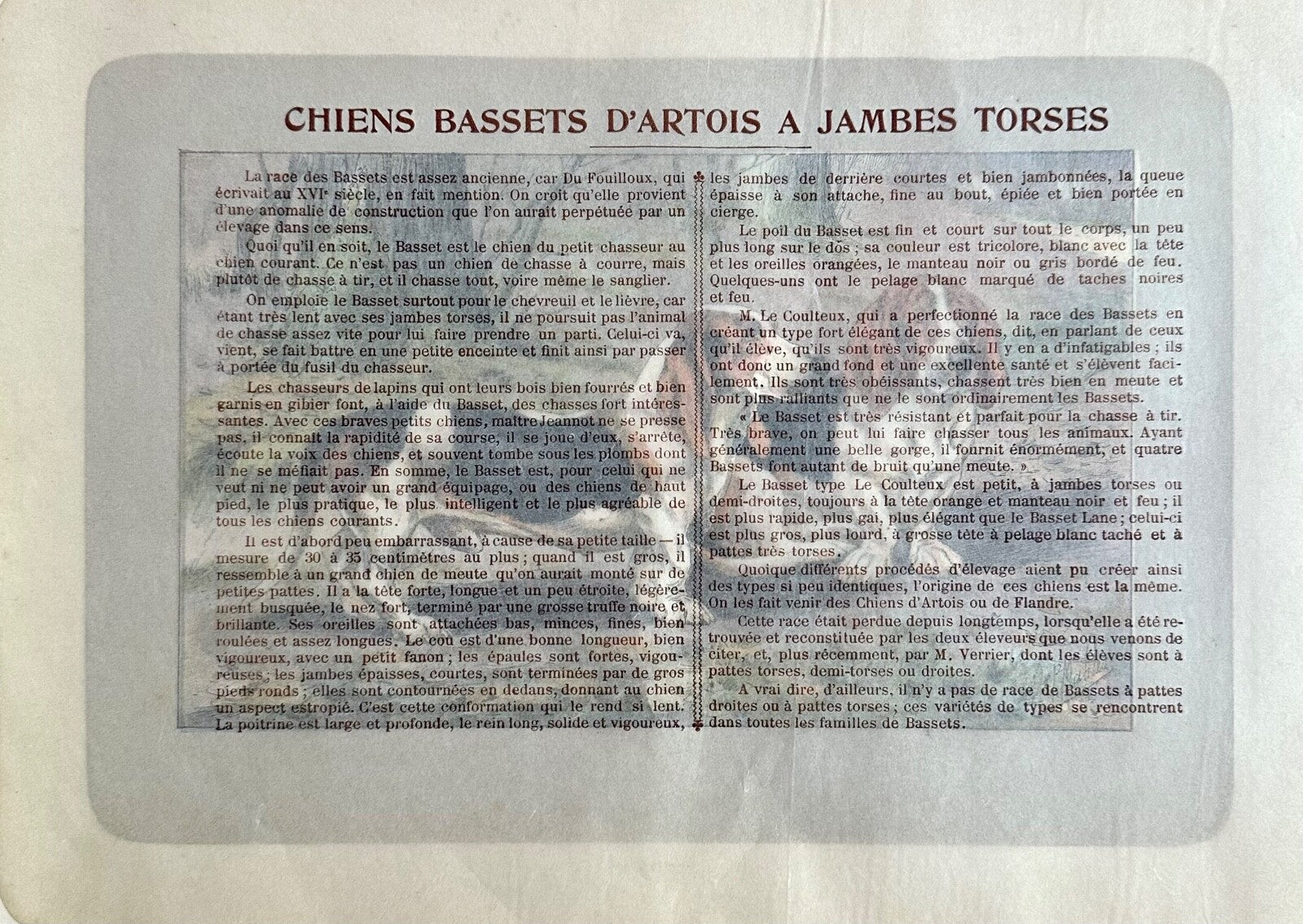 Antique 1907 lithograph colour print P. Mahler dog breed Artois Basset Hound1