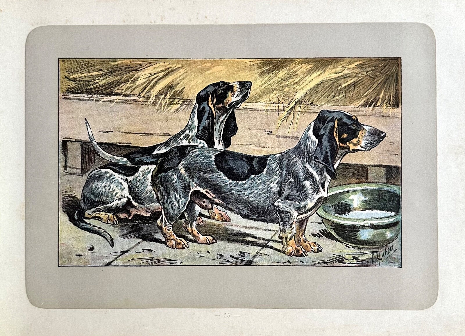Antique 1907 lithograph colour print P. Mahler dog breed Ardennes Basset Hound0