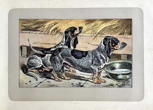 Antique 1907 lithograph colour print P. Mahler dog breed Ardennes Basset Hound0