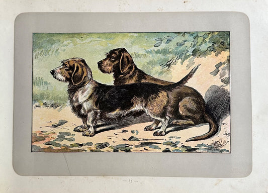 Antique 1907 lithograph colour print P. Mahler dog breed shorthaired Dachshund0
