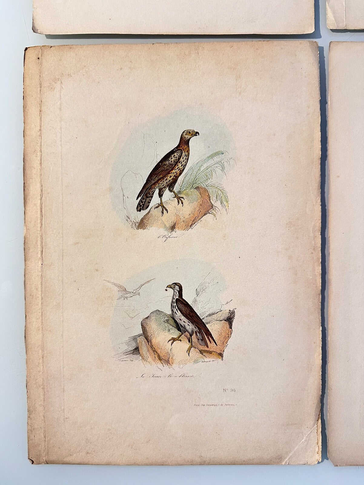 Four Antique HandColoured Prints Buffon Adam 1841 Birds Eagles Buzzards2